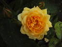 Lolabelle rose photo