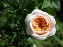 Gesualdo da Venosa rose photo