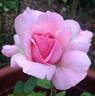 Billy Graham ™ rose photo