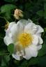 Una rose photo