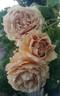 Vanda rose photo