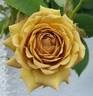 Vanda rose photo