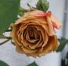 Vanda rose photo