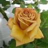 Vanda rose photo