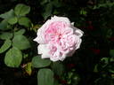 Madame Moser rose photo