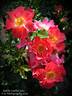 Yabba Dabba Doo rose photo