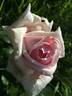 Louis Bourgoin rose photo