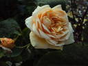 Lolabelle rose photo