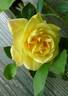 Lux Mundi rose photo