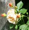 Lux Mundi rose photo