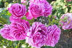 Scented Air rose photo