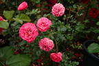 Amulett ® rose photo