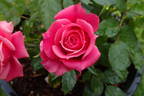 Raspberry Punch ™ rose photo