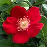 L56-1 rose photo