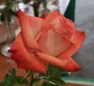 Equinox ™ rose photo