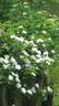 Pearl Drift rose photo