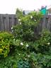 Helvi rose photo