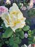 Golden Ideal rose photo