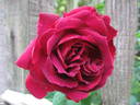 George IV rose photo