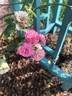 Rosaleen rose photo