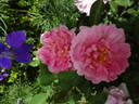 The Countryman rose photo