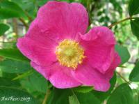 R. pendulina 'stenodonta' rose photo