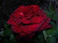 Marina Marini rose photo