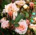 Peach Brandy rose photo