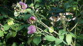 Petite Lisette rose photo
