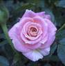 Josh's Pink rose photo