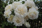 Mon Jardin et Ma Maison rose photo