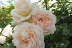 Mon Jardin et Ma Maison rose photo