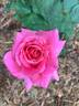 Summerwine rose photo