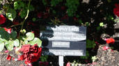 Navy Lady rose photo