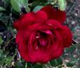 Black Cherry ™ rose photo