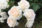 Mon Jardin et Ma Maison rose photo