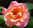 Dr. Eckener rose photo