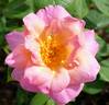 Dr. Eckener rose photo