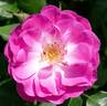 Easy To Please rose photo