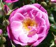 Easy To Please rose photo
