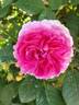 Gilda rose photo