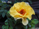 Tibet-Rose rose photo