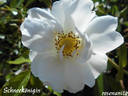 Schneekönigin ® rose photo