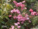 Alfabia rose photo