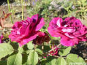 Alain Blanchard rose photo