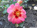 Eye To Eye ™ rose photo