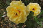 Dr. A.J. Verhage rose photo