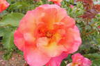 Rainy Day ® rose photo