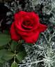 Kardinal rose photo