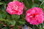 Melrose rose photo